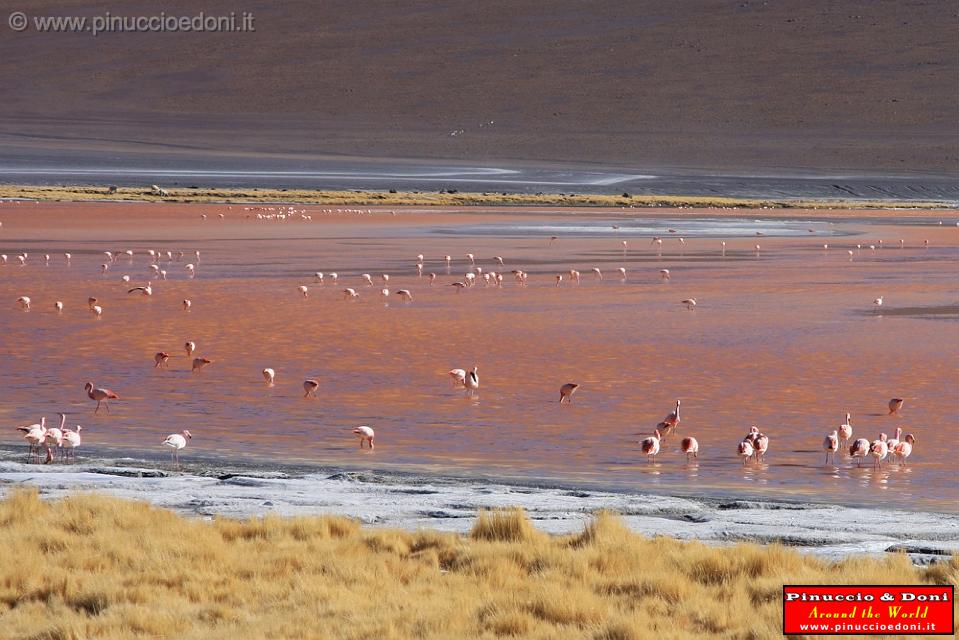 BOLIVIA 2 - Laguna Colorada - 19.jpg